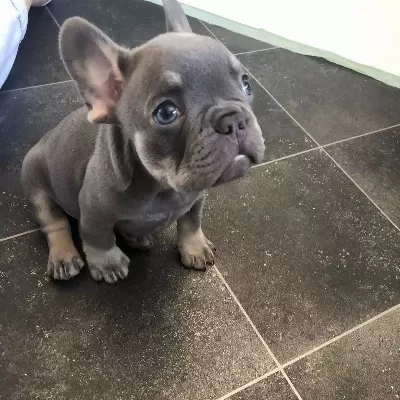 Lilac Tan French Bulldog Yavruları