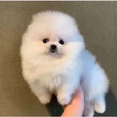 Teddy Bear Pomeranian Yavruları