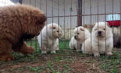 Pofuduk Chow Chow Yavruları
