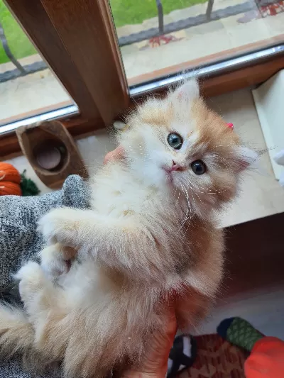 Saf Kan Şecereli Golden British Longhair (Wcf Kayıtlı)
