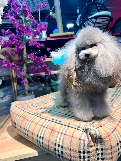 Göz Alıcı Silver Toy Poodle Yavrusu