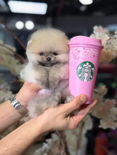 Özel Renk Mini Pomeranian Yavruları