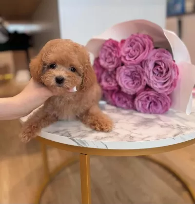 Şirin Surat Toy Poodle