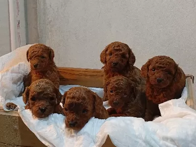 Mini Toy Poodle Larımız Yeni Yuvasını Arıyor