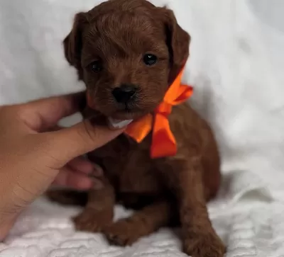 Evde Sevgiyle Büyüyen Maltipoo