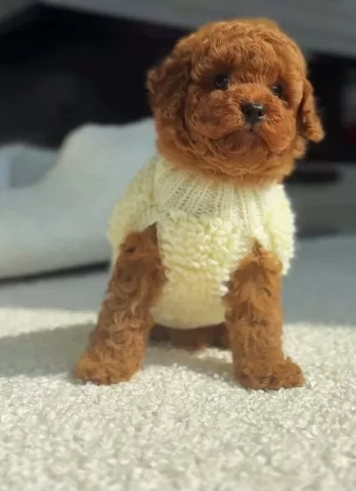 A Kalite Toy Poodle Bebekler
