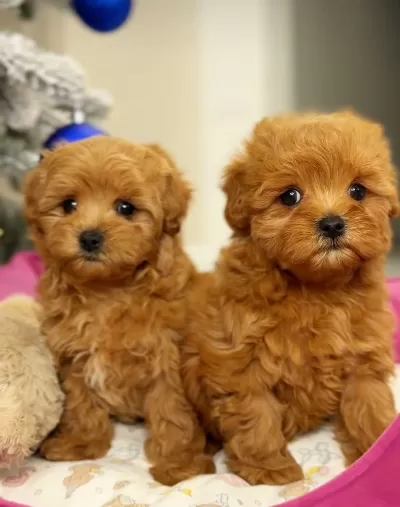 Sevimli Maltipoo Yavrularımız Yeni Ailesini Bekliyor