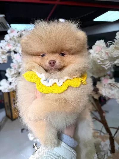 Aile Uyumlu Pomeranian Boo Yavruları
