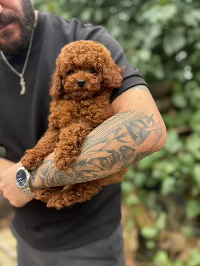 Irkının En Güzel Toy Poodle Yavruları