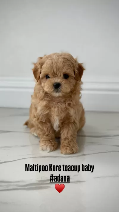 Korean Maltipoo Bebeklerimiz