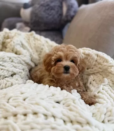 Seçme Kalite Maltipoo Yavruları