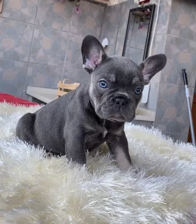 Egzotik Blue French Bulldog Yavrularim Rezerveye Açik