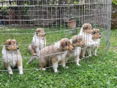 Irk Garantili Rough Collie Yavruları
