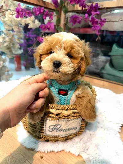 Pamuk Gibi Tatlı Maltipoo Yavrusu