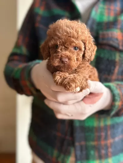 Kalite Ve Irk Standartlarında Toy Poodle