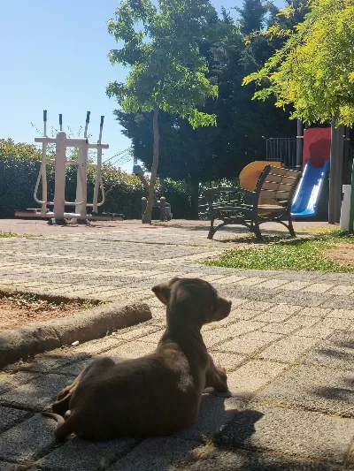 Kızıl Doberman Yavrusu