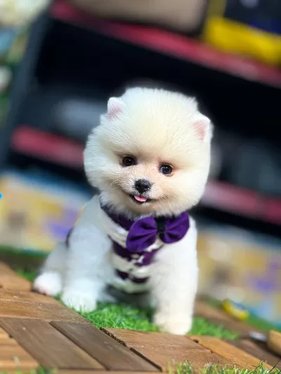 Safkan Ve Küçük Irk Pomeranian Yavrular