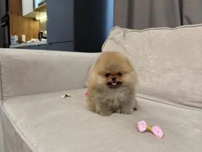 Aşılı Ve Tuvalet Eğitimli Pomeranian