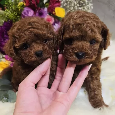 Mikro Boy Toy Poodle Yavrularımız