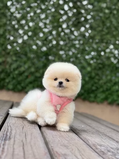 * Show Kalite Pomeranian Boo Yavruları