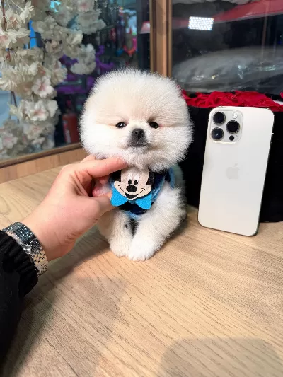 Minik Pomeranian Boo Yavrular