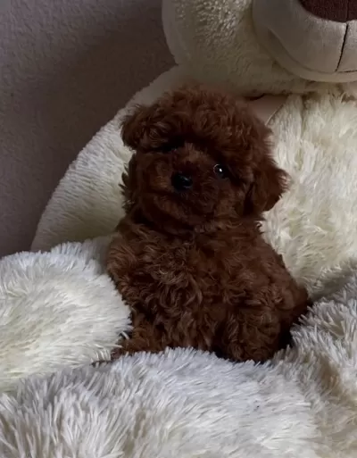 Yeni Ailesine Hazır Toy Poodle Yavruları