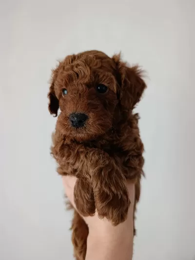 Safkan Poodle Yavruları Satılık