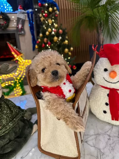 Mini Toy Poodle Lar Yeni Yuvasına Gitmeye Hazır
