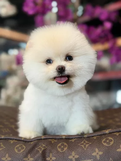 Yeni Yuvasına Hazır Mini Pomeranian Boo