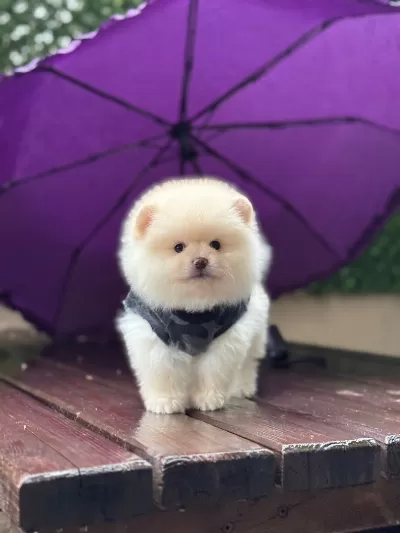 Göz Alıcı Mini Pomeranian Yavruları