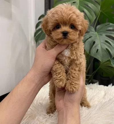 Oyuncu Ve Sosyal Maltipoo Bebekler