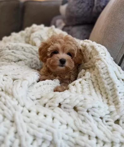 Pamuk Gibi Maltipoo Bebekler