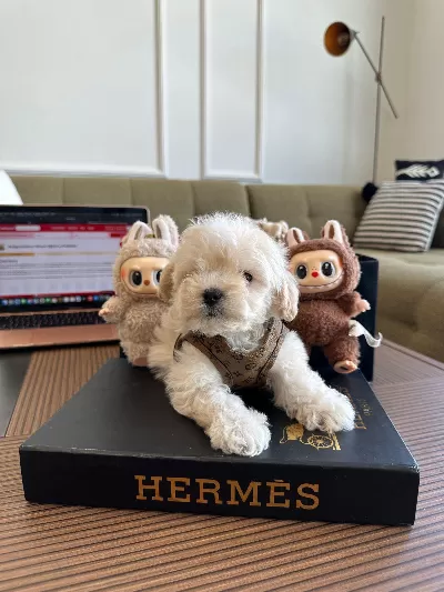 Birbirinden Güzel Maltipoo Yavrularımız