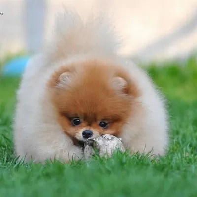 Teddy Bear Pomeranian Yavruları