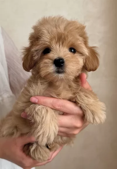 Sağlıklı Ve Neşeli Maltipoo Yavruları