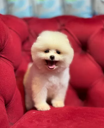 Mini Boy Pomeranian Boo Yavrular