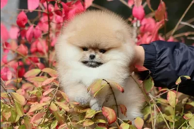 Şirin Surat Pomeranian Bebekler