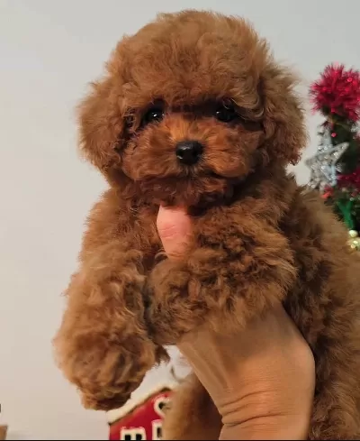 Ev Ortamında Büyüyen Toy Poodle’lar