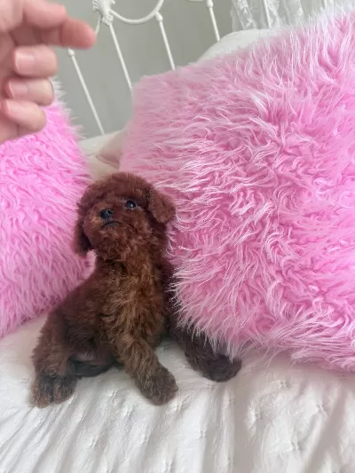 Safkan Ve Sağlıklı Toy Poodle Yavruları
