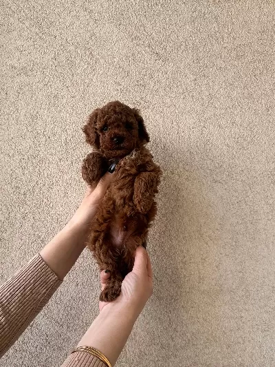Özel Renk Pomeranian Boo Yavrularımız