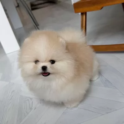 Sosyal Ve Oyuncu Pomeranian Boo Yavruları