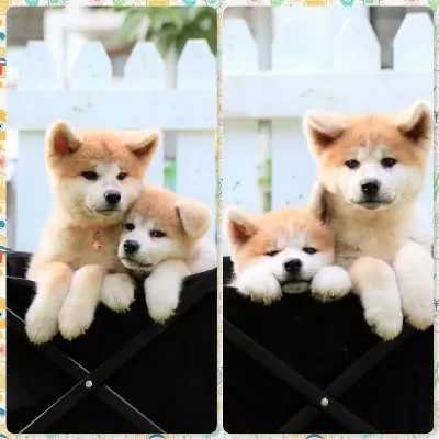 Japon Akita İnu Yavruları