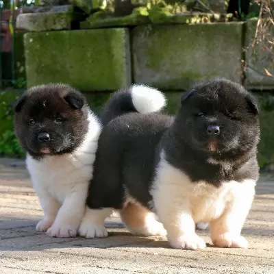 Amerikan Akita Yavruları