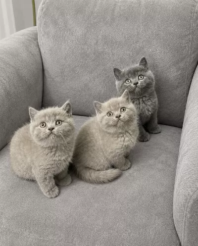 British Shorthair ( Lilac- Gri )