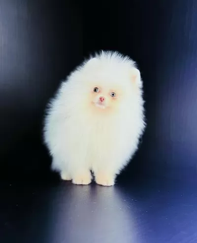 Teddy Bear Pomeranian Boo Yavruları