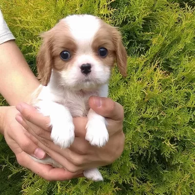 Cavalier King Charles Yavruları