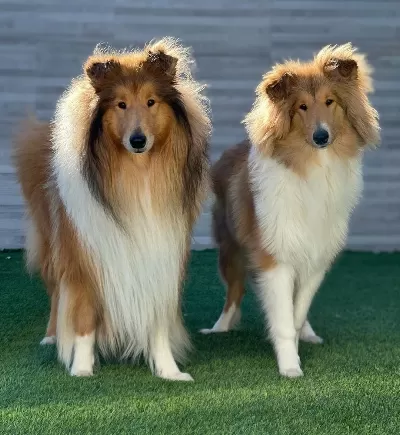 Rough Collie Yavruları