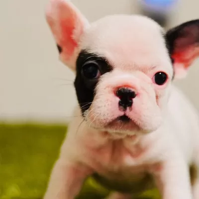 French Bulldog Yavruları