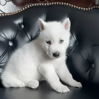 Husky Sibirya Yavruları