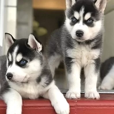 Husky Sibirya Yavruları